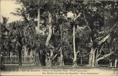 Ak Rio de Janeiro Brasilien, Park der Republik, Ficus benjaminea