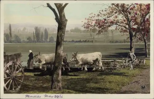 Ak Bauern mit Rinderpflug auf dem Feld