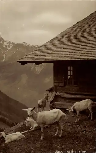 Foto Ak Schweiz, Ziegen auf einer Alm im Gebirge