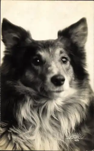 Ak Tierportrait, Hund mit langem Fell