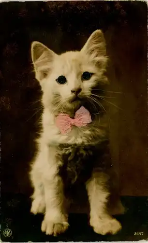 Ak Junge weiße Katze mit Plastikaugen, Tierportrait, NPG 2447