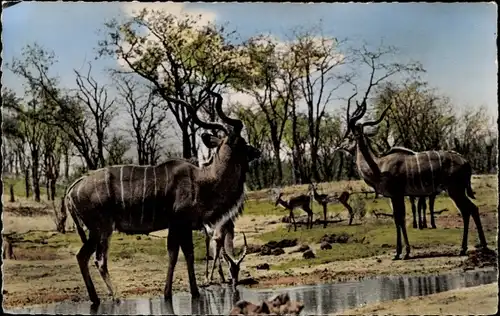 Akafrikanische Fauna, Großer Kudus
