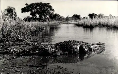 Foto Ak Tierwelt in Afrika, Krokodil