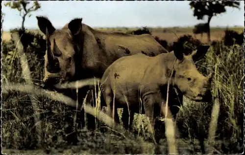 Ak afrikanische Fauna, Breitmaulnashorn