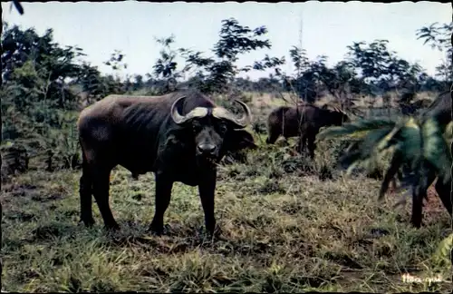 Ak afrikanische Fauna, Büffel