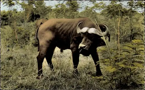 Ak Afrikanische Fauna, Afrikanischer Büffel