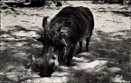 Ak Afrikanische Fauna, Warzenschwein