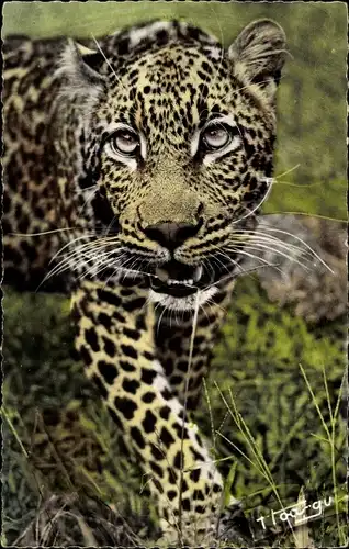 Ak Afrikanische Fauna, Panther