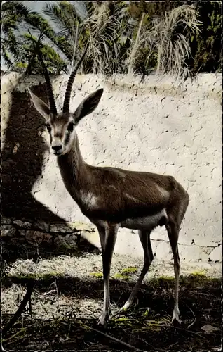 Ak afrikanische Fauna, Sandgazelle