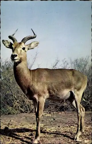 AK Afrikanische Tierwelt, Antilope