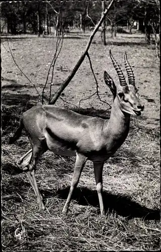 Ak Afrikanische Fauna, Gazelle