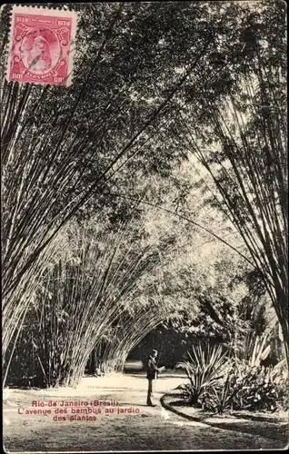 Ak Rio de Janeiro Brasilien, Avenue des bambus au jardin des plantes
