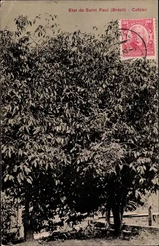 Ak São Paulo Brasilien, Cafeier