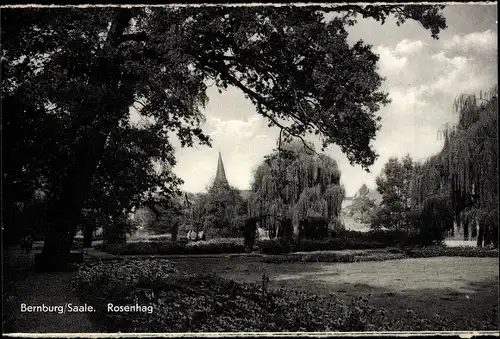 Ak Bernburg an der Saale, Rosenhag, Parkanlage, Weide, Passanten