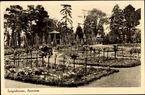 Ak Sangerhausen am Südharz, Rosarium