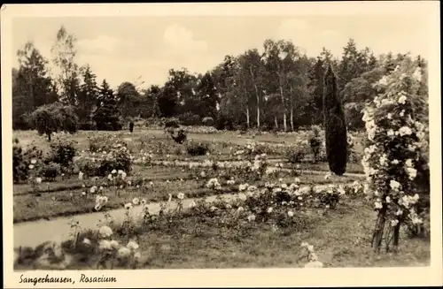 Ak Sangerhausen am Südharz, Rosarium