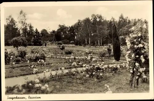 Ak Sangerhausen am Südharz, Rosarium