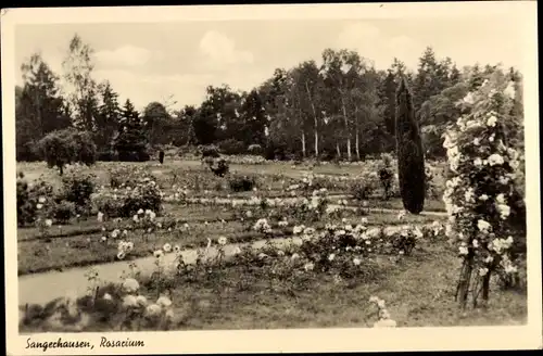 Ak Sangerhausen am Südharz, Rosarium