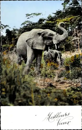 Ak Afrikanische Fauna, Elefant mit Jungtier