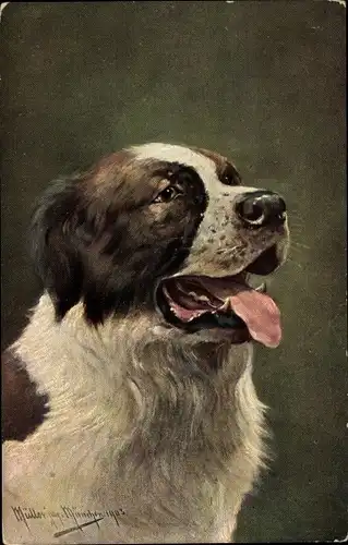 Künstler Ak Müller, August, Bernhardiner, Hundeschnauze