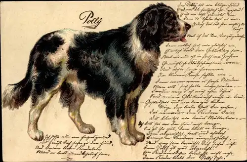 Litho Hund mit langem Fell, Tierportrait