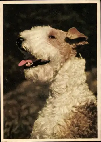 Ak Tierportrait, Hund, Foxterrier