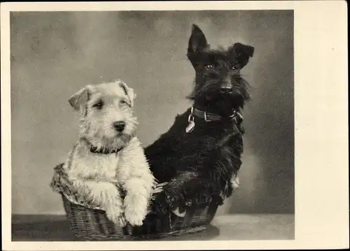 Ak Tierportrait, Hunde, zwei Terrier in einem Korb
