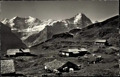 Ak Grindelwald Kanton Bern, Alp Bachläger, Fiescherhörner und Eiger