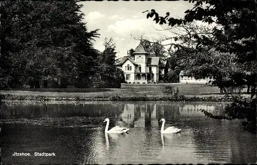 Ak Itzehoe in Schleswig Holstein, Schwäne auf dem See im Stadtpark