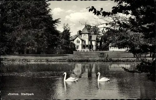 Ak Itzehoe in Schleswig Holstein, Schwäne auf dem See im Stadtpark