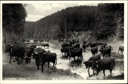 Ak Tanne Oberharz am Brocken, Kuhherde