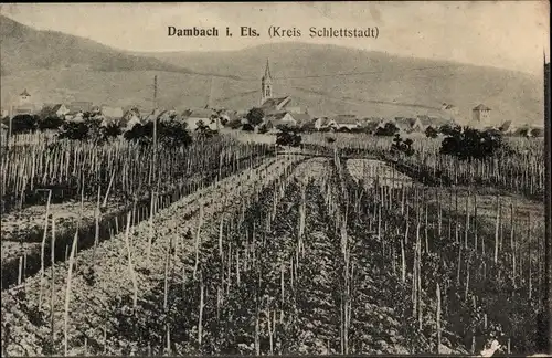 Ak Dambach la Ville Dammbach Elsass Bas Rhin, Felder