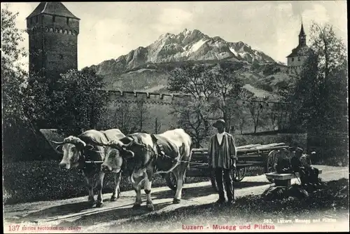 Ak Luzern Stadt Schweiz, Musegg und Pilatus, Rindergespann mit Fuhrwerk