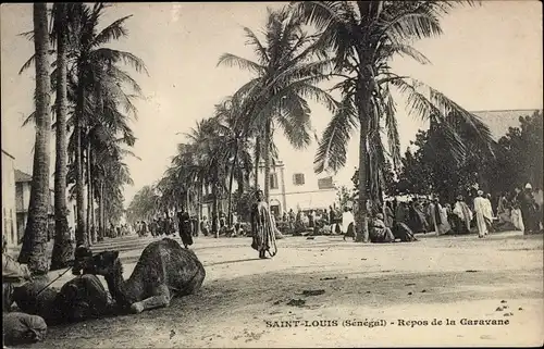 Ak Saint Louis Senegal, Rest der Karawane, Palmen, Kamel