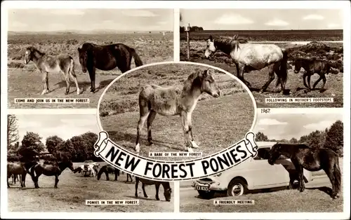 Ak New Forest Hampshire England, New Forest Ponys