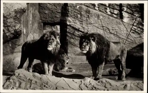 Ak Hamburg Eimsbüttel Stellingen, Carl Hagenbecks Tierpark, Berberlöwen in der Löwenschlucht