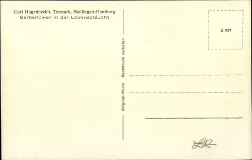 Ak Hamburg Eimsbüttel Stellingen, Carl Hagenbecks Tierpark, Berberlöwen in der Löwenschlucht