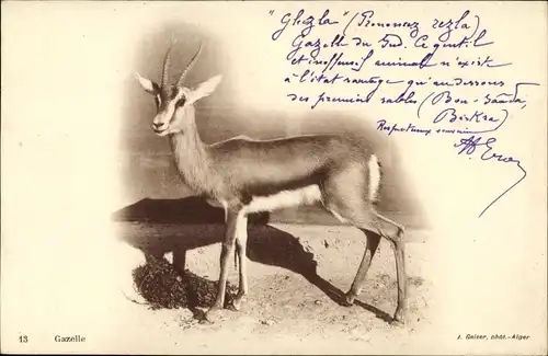 Ak Gazelle, Antilope