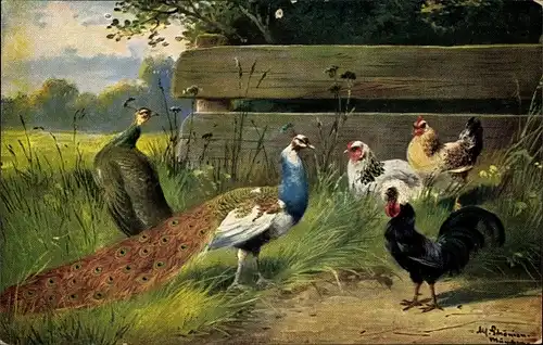 Künstler Ak Schönian, A., Pfauen und Hühner, Hahn am Wegrand auf einer Wiese, Zaun