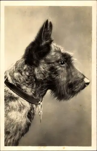 Foto Ak Portrait eines Terriers, Hundeschnauze, Halsband, Spitze Ohren