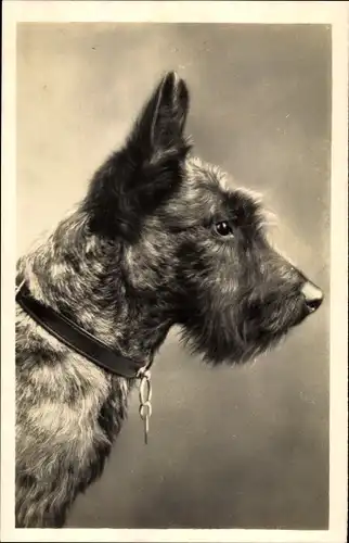 Foto Ak Portrait eines Terriers, Hundeschnauze, Halsband, Spitze Ohren