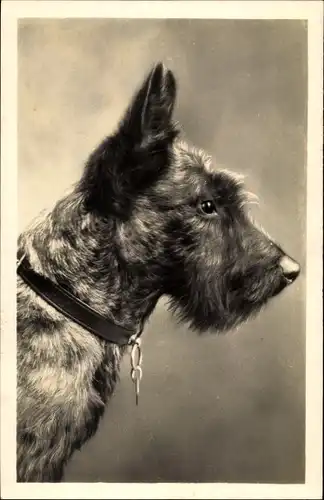 Foto Ak Portrait eines Terriers, Hundeschnauze, Halsband, Spitze Ohren