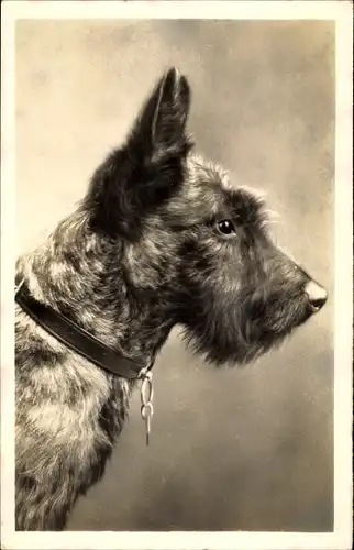 Foto Ak Portrait eines Terriers, Hundeschnauze, Halsband, Spitze Ohren