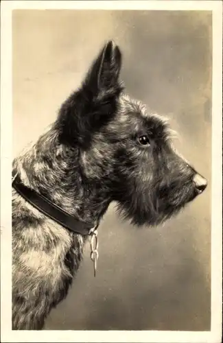 Foto Ak Portrait eines Terriers, Hundeschnauze, Halsband, Spitze Ohren