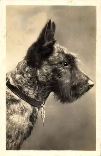 Foto Ak Portrait eines Terriers, Hundeschnauze, Halsband, Spitze Ohren