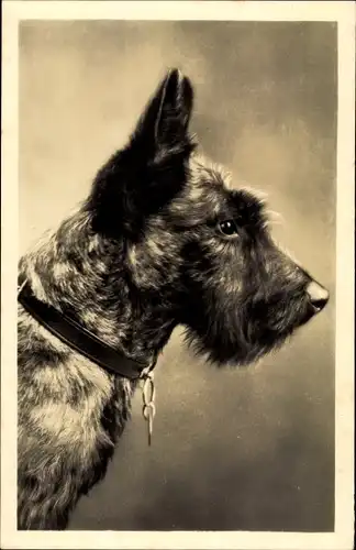 Foto Ak Portrait eines Terriers, Hundeschnauze, Halsband, Spitze Ohren
