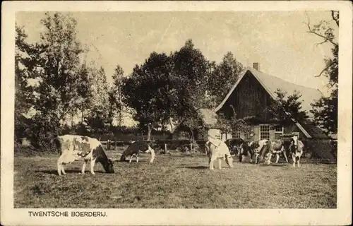 Ak Twente Overijssel Niederlande, Bauernhof, Kühe