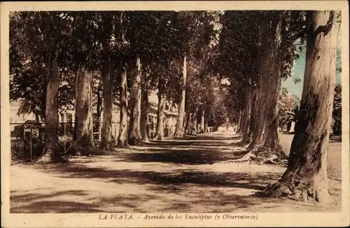 Ak La Plata Argentinien, Avenida de los Eucaliptus y Observatorio