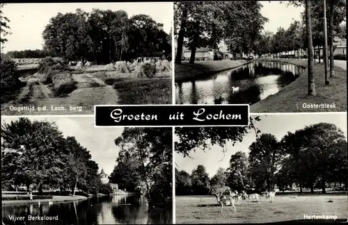 Ak Lochem Gelderland, Oogstijd Loch. berg, Oosterbleek, Vijver Berkeloord, Hertenkamp