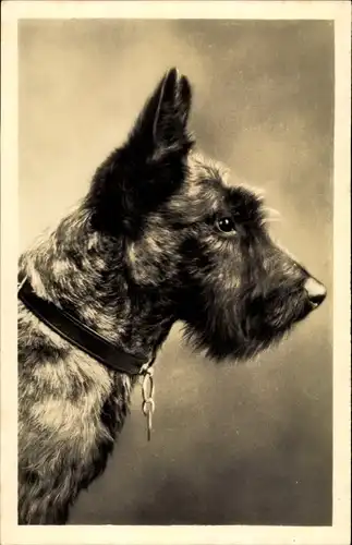 Foto Ak Portrait eines Terriers, Hundeschnauze, Halsband, Spitze Ohren